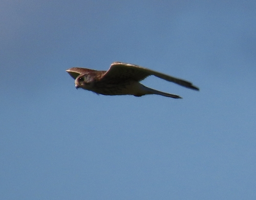 Eurasian Kestrel