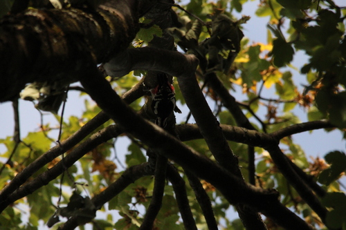 Great Spotted Woodpecker