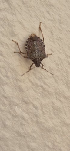 Brown Marmorated Stink Bug