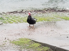 Cairina moschata domestica