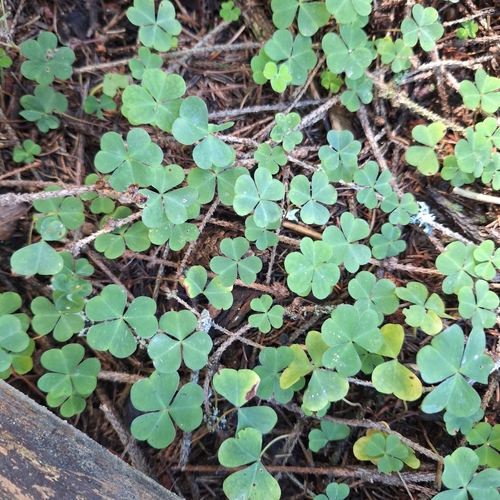 European wood-sorrel