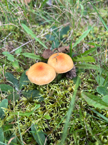 Common Gilled Mushrooms and Allies