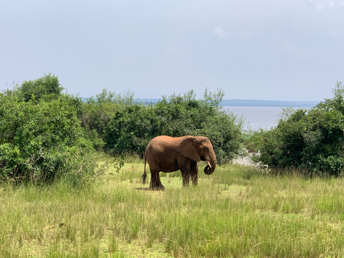 African Savanna Elephant