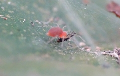 Araneae