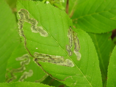 Phytomyza aesculi
