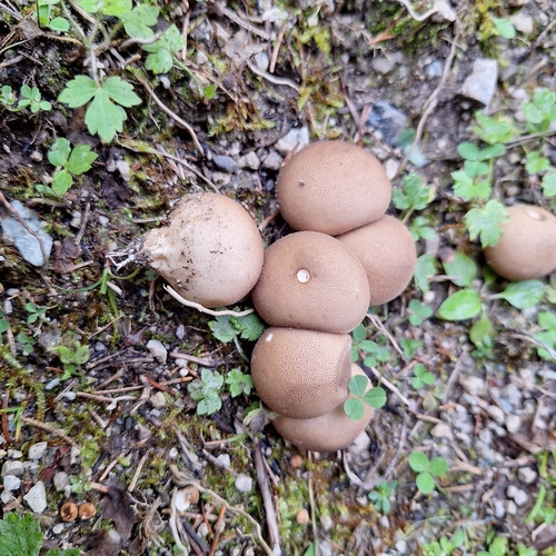 Pear-shaped Puffball