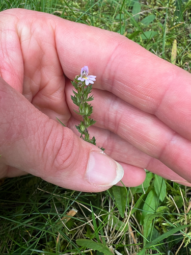 Common Eyebright
