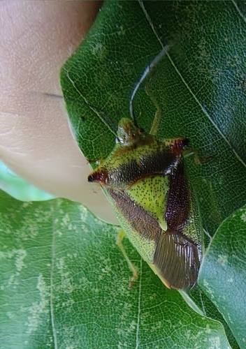 Hawthorn Shield Bug