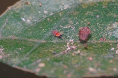Araneae