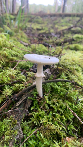 False Death-cap