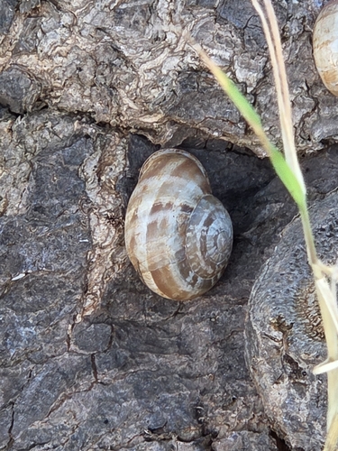 Chocolate-band Snail