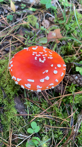 Fly Agaric