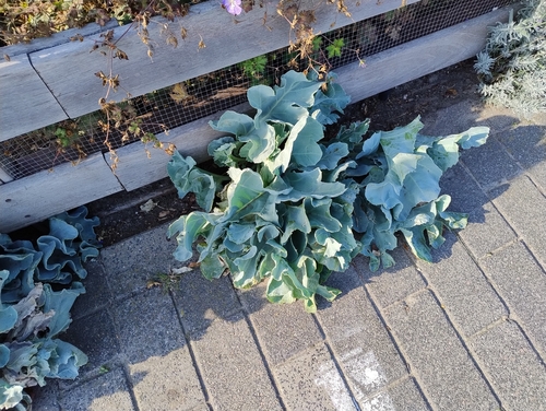 sea kale
