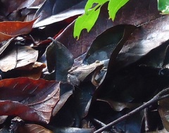 Physalaemus cuvieri