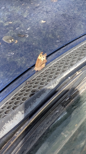 Common Wood-Nymph