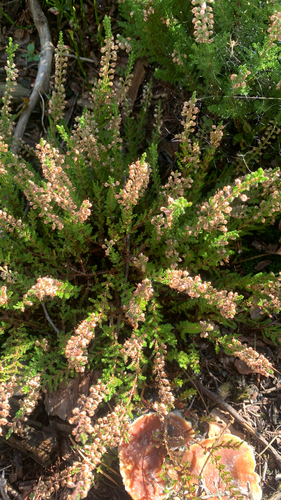 common heather