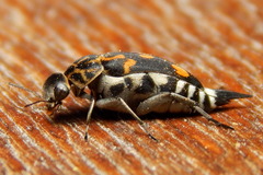 Hoshihananomia octopunctata