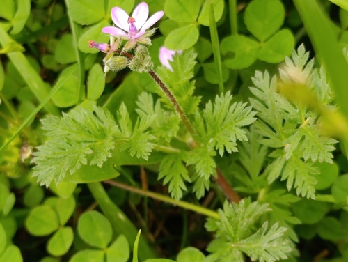 Наблюдение на iNaturalist