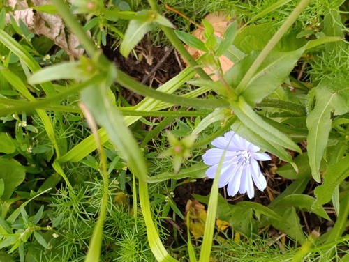 Наблюдение на iNaturalist