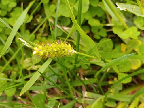 Наблюдение на iNaturalist