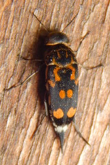 Hoshihananomia octopunctata