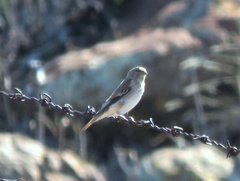 Serinus alario