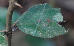Araneae
