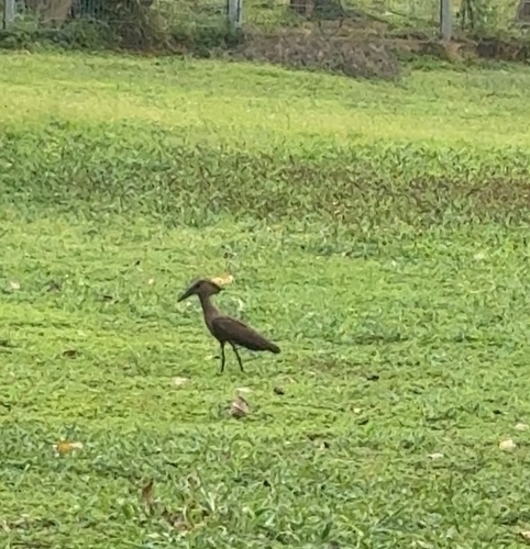 Hamerkop