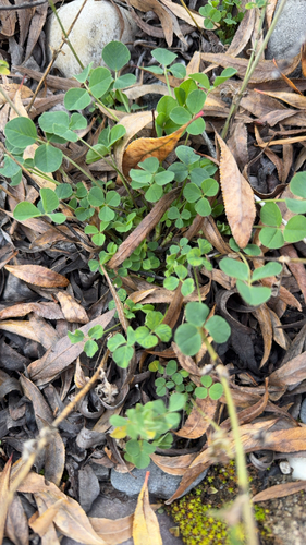 Black Medick