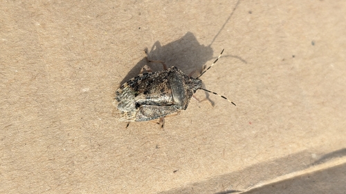 Mottled Stink Bug