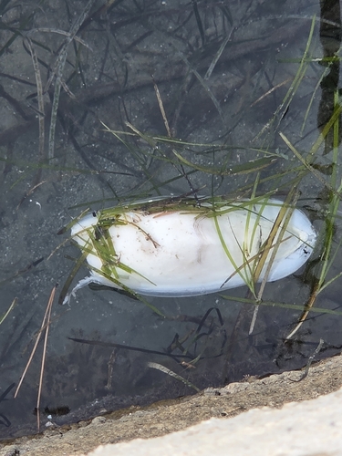 European Common Cuttlefish