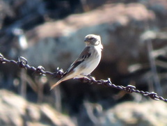 Serinus alario