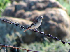Serinus alario