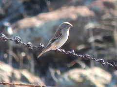Serinus alario