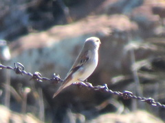 Serinus alario