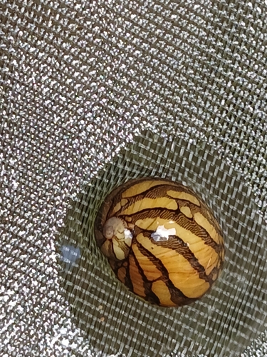 Neritina virginea observed 2026-09-26