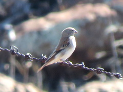 Serinus alario