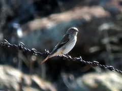 Serinus alario