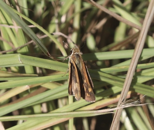 Fiery Skipper