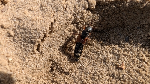 Platydracus stercorarius