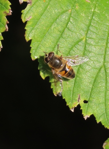 Common Drone Fly