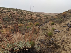 Eriogonum novonudum