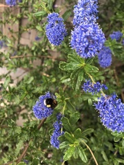 Bombus hypnorum