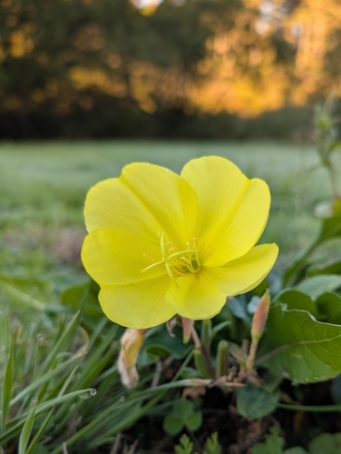 Large-flowered Evening-primrose