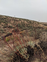 Eriogonum novonudum