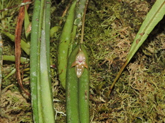 Pleurothallis variabilis
