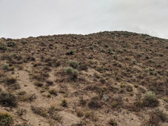 Eriogonum novonudum