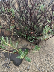 Eriogonum novonudum