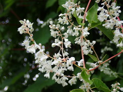 Fallopia baldschuanica