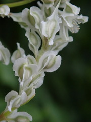 Fallopia baldschuanica